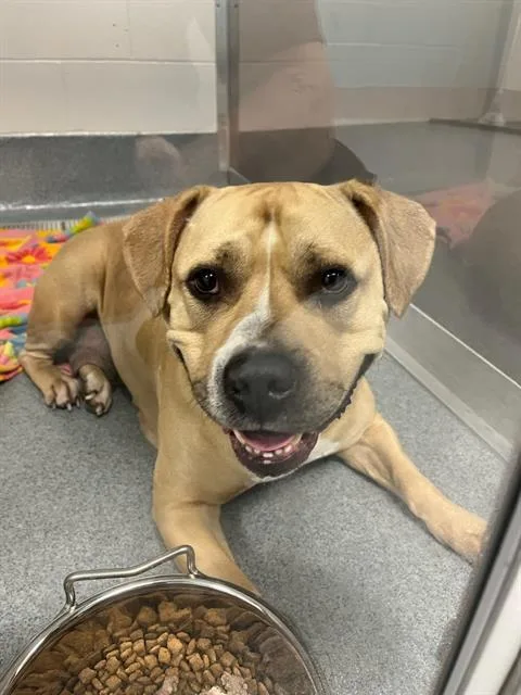 An adult large-sized female Pit Bull Terrier dog named Frankie for adoption in Indianapolis, IN