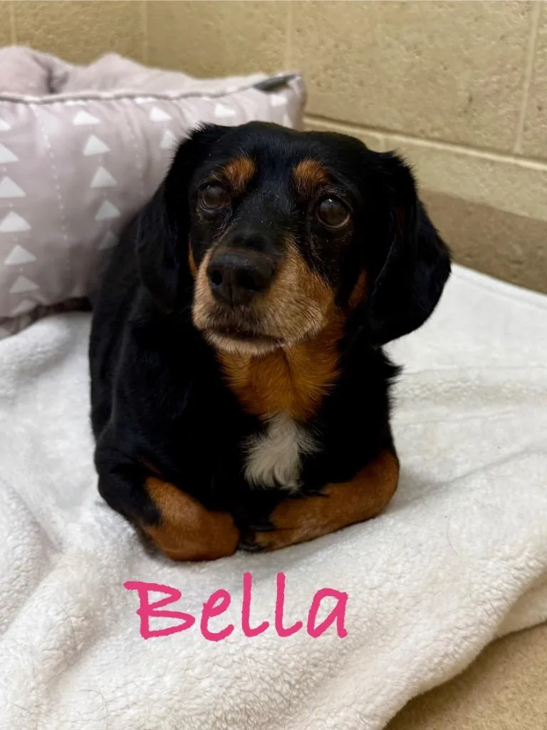 Bella