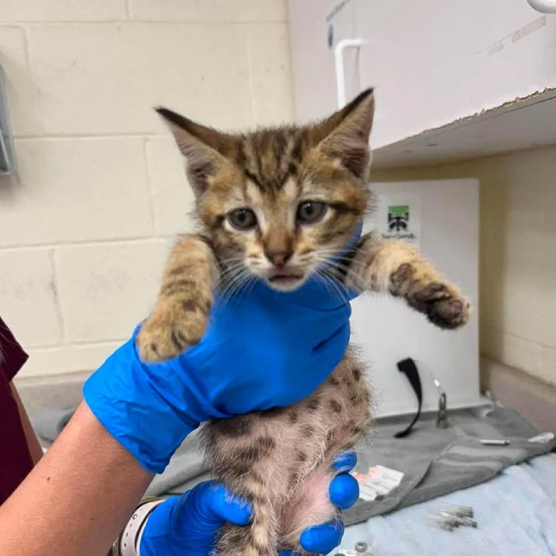 A baby small-sized male Brown / Chocolate Domestic Short Hair cat named Charles for adoption in Bastrop, TX