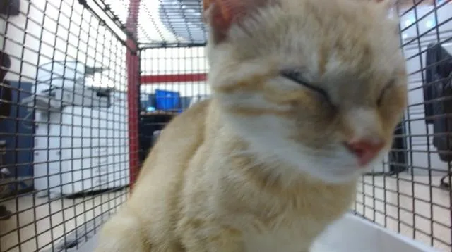 A young small-sized female Domestic Short Hair cat named Jeannie for adoption in Miami, FL