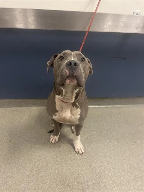 An adult large-sized male Terrier dog named Feli for adoption in Miami, FL
