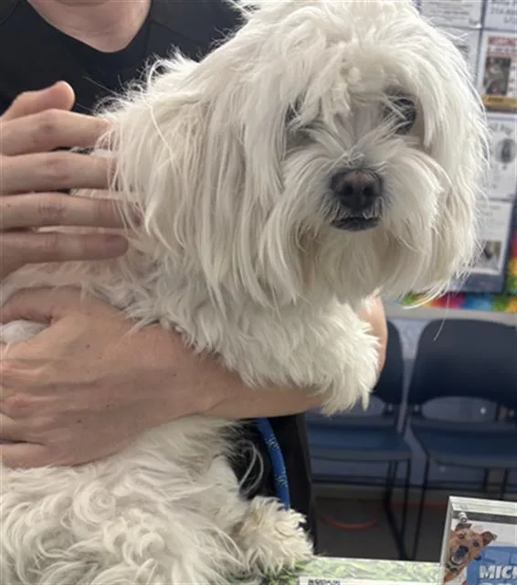 An adult small-sized male Mixed Breed dog named Ralph for adoption in Dallas, TX