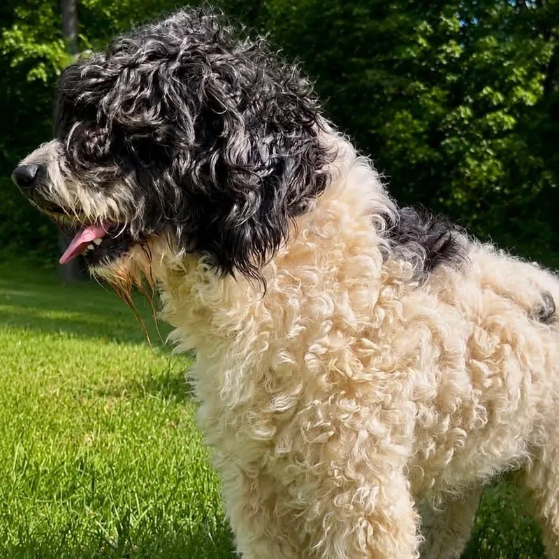 An adult large-sized female Black Bernadoodle dog named Ursela for adoption in Wheelersburg, OH