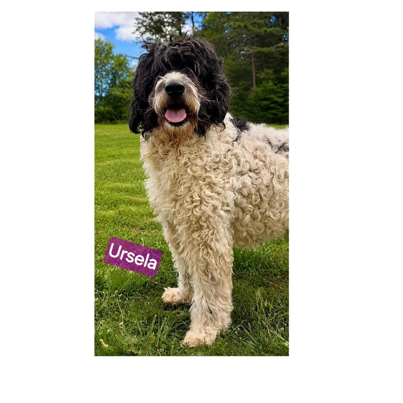 Ursela thumbnail 3