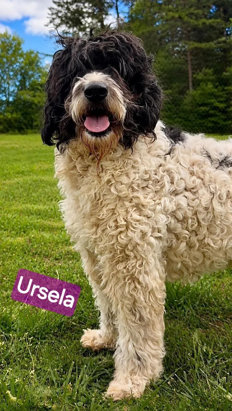 Ursela thumbnail 4