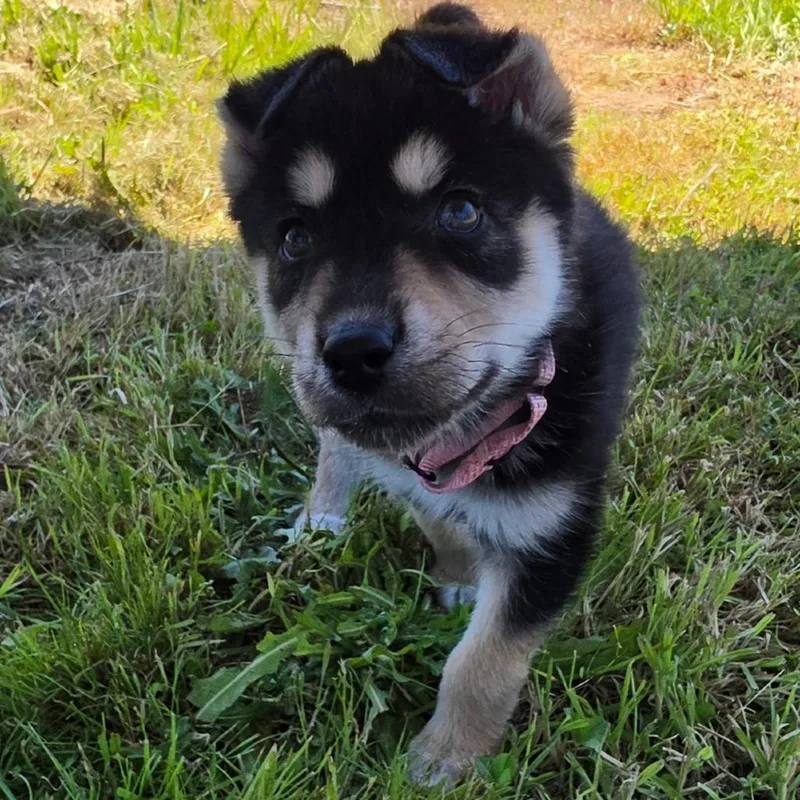 A baby medium-sized female Black Mixed Breed dog named Katie for adoption in Centralia, WA
