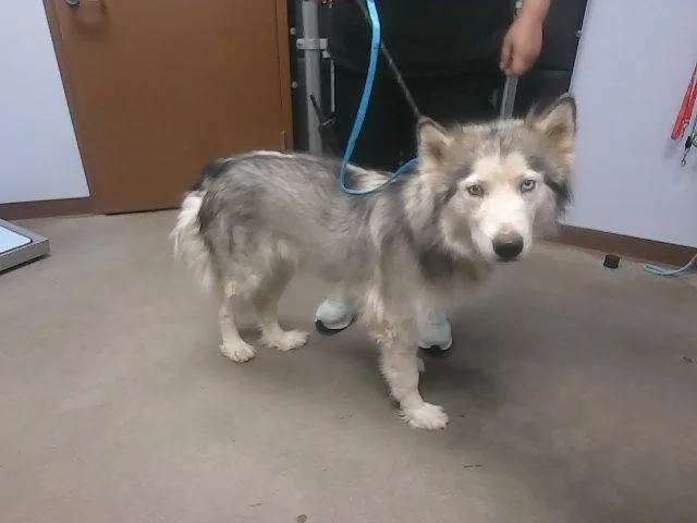 An adult large-sized female Siberian Husky dog named Ferrah for adoption in Phoenix, AZ