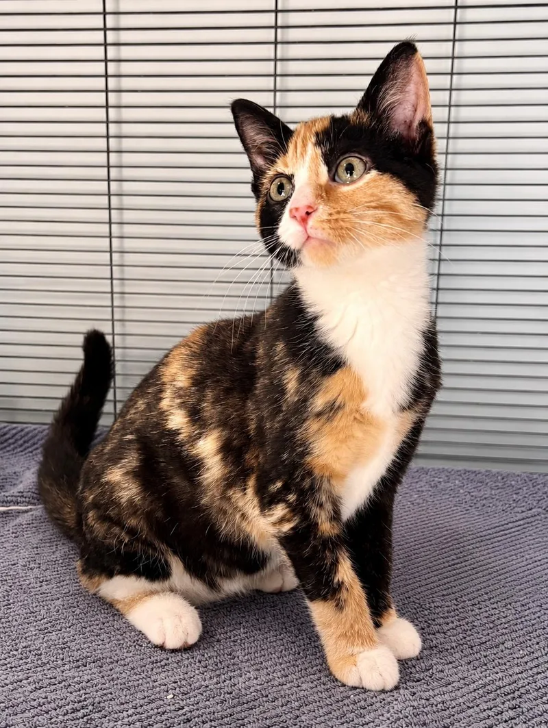 A baby medium-sized female Calico Domestic Short Hair cat named Swan for adoption in Stafford, VA