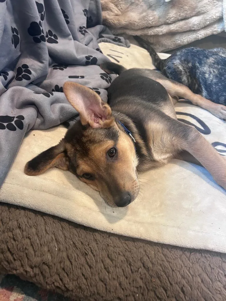 Rockhopper thumbnail 2