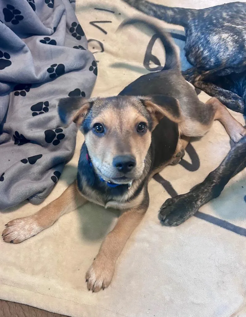 Rockhopper thumbnail 3