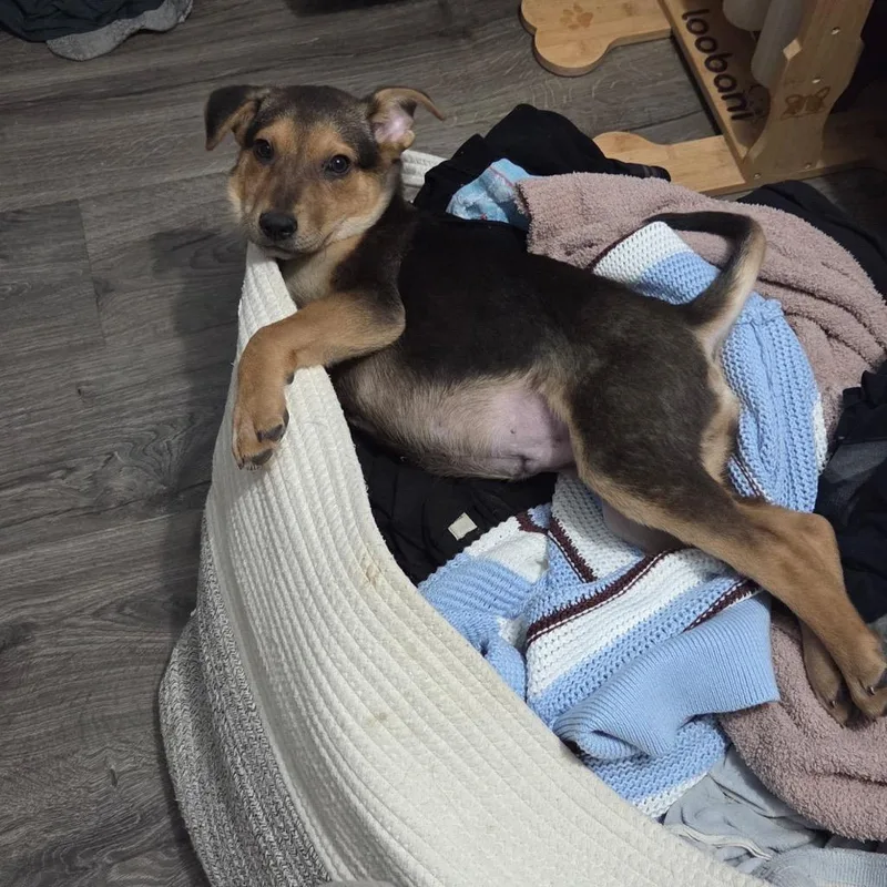 Rockhopper thumbnail 4