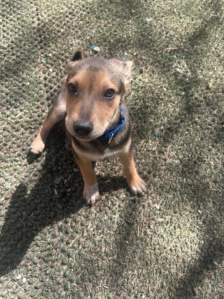 Rockhopper thumbnail 5