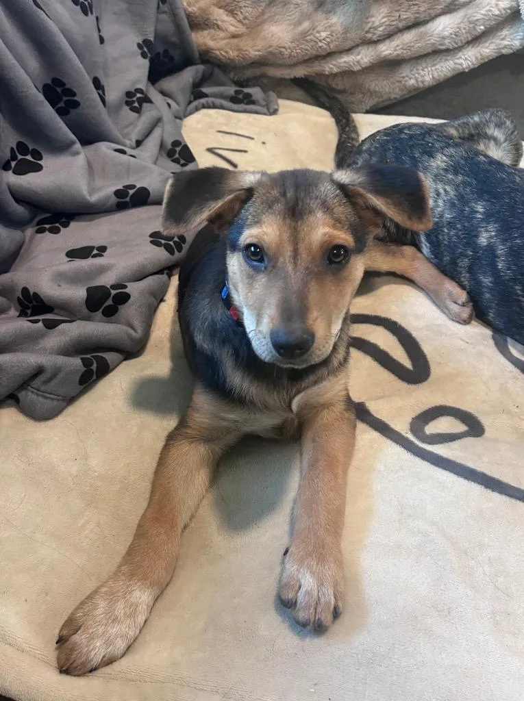 Rockhopper thumbnail 6