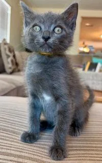 A baby medium-sized male Domestic Short Hair cat named Sterling for adoption in Camarillo, CA