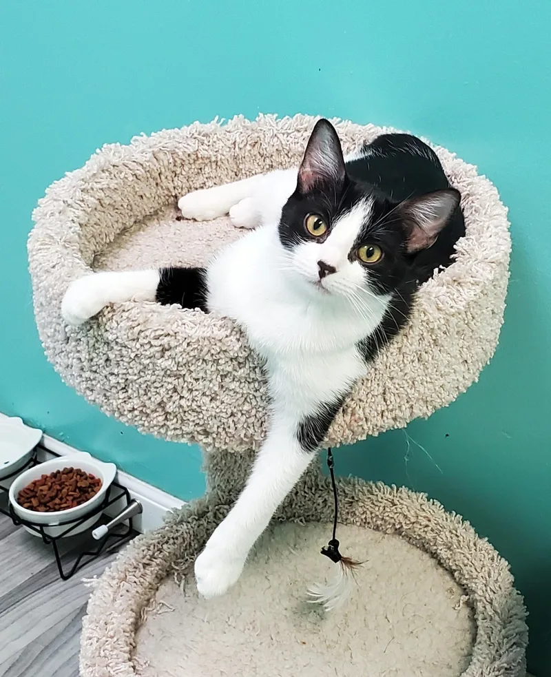 A young small-sized female Black & White / Tuxedo Domestic Short Hair cat named Sawyer for adoption in Chicago, IL