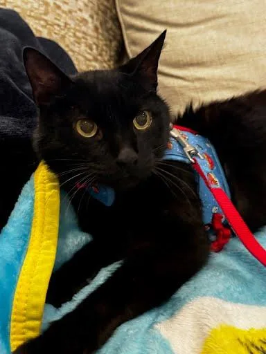 Ty  `a Priority thumbnail 2