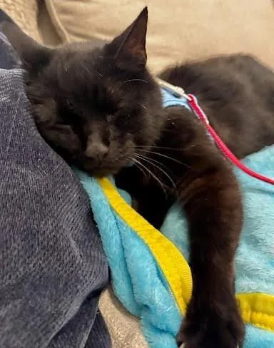 Ty  `a Priority thumbnail 3