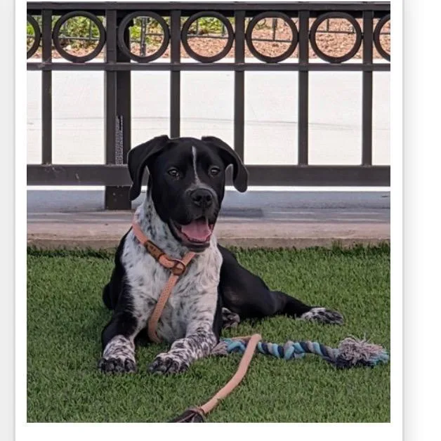 A young medium-sized male Black Mixed Breed dog named Amos for adoption in Tacoma, WA