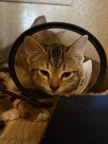 A baby small-sized female Domestic Short Hair cat named Cadence for adoption in Washington, DC