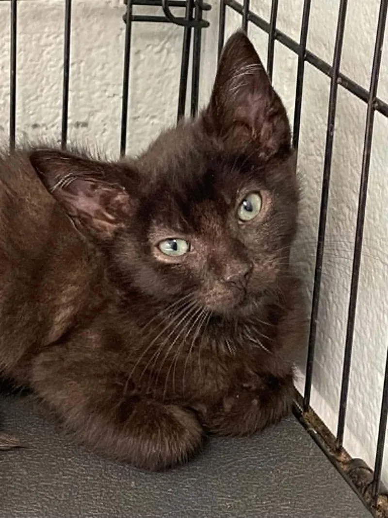 A young medium-sized male Black Domestic Short Hair cat named Moonie for adoption in Covington, VA