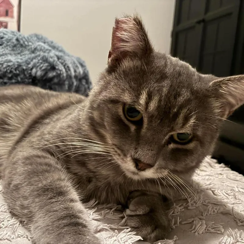 An adult small-sized male Gray / Blue / Silver Domestic Short Hair cat named Gray boy for adoption in Hemet, CA