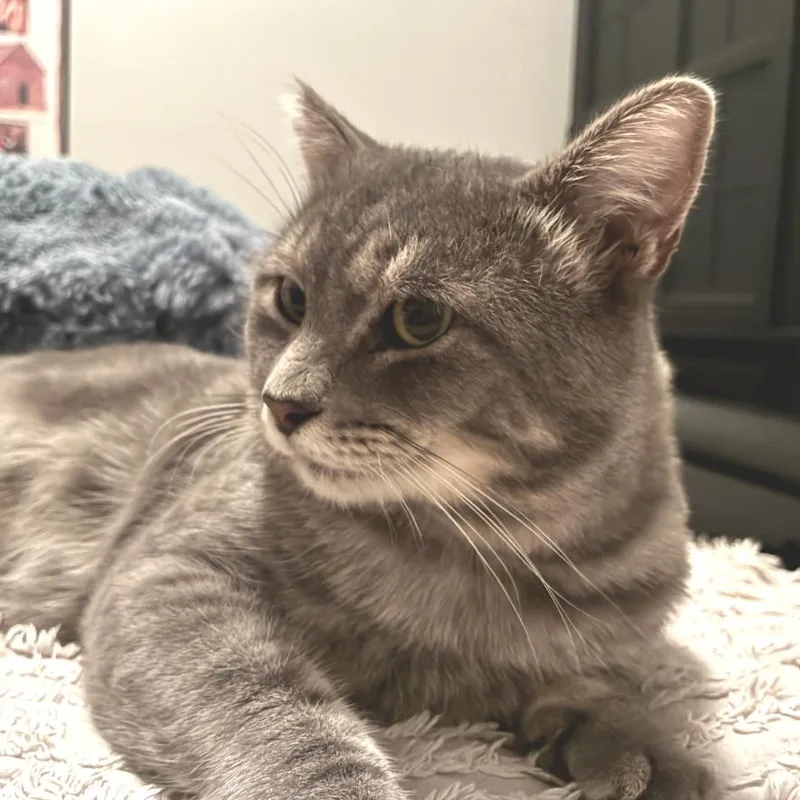 Gray boy thumbnail 3