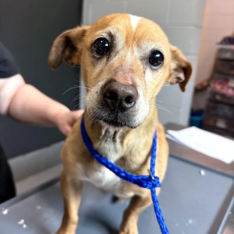 A senior small-sized male Yellow / Tan / Blond / Fawn Mixed Breed dog named Harry Styles for adoption in Aldie, VA