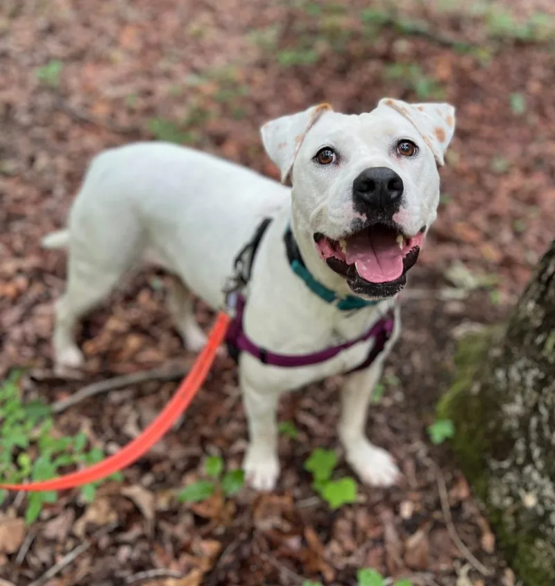 An adult large-sized female American Bulldog dog named Zassy for adoption in Ellijay, GA