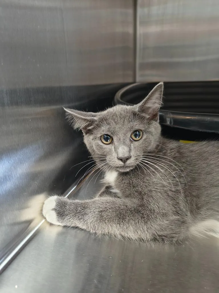 A baby medium-sized male Domestic Short Hair cat named Frasier for adoption in Maryville, TN
