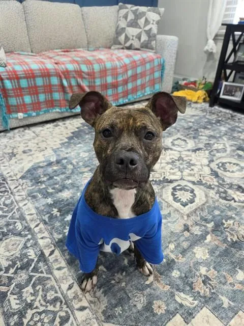 A young medium-sized female Pit Bull Terrier dog named Clover for adoption in Saint Peters, MO