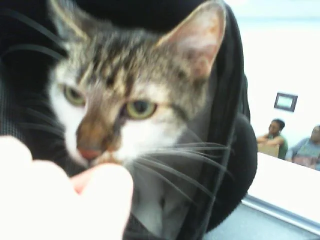 An adult small-sized female Domestic Short Hair cat named Tuna for adoption in Charlotte, NC