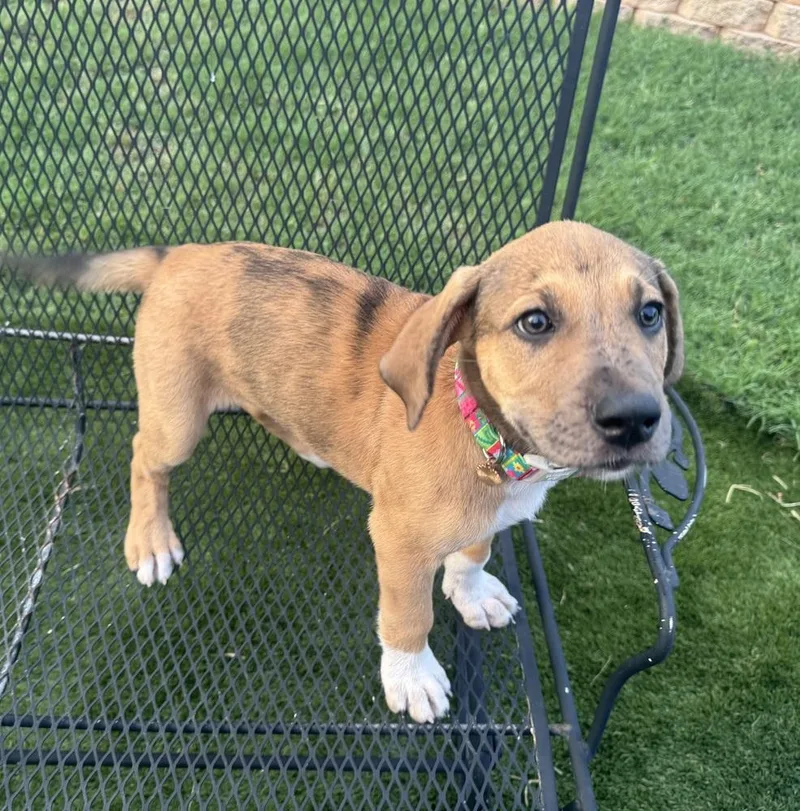 A baby large-sized female Great Dane dog named Valentina for adoption in Warr Acres, OK