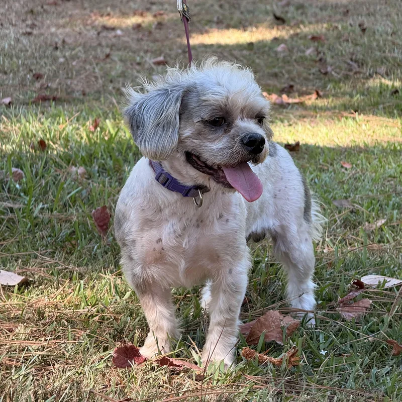 An adult small-sized male Shih Tzu dog named Bixby for adoption in Texarkana, TX