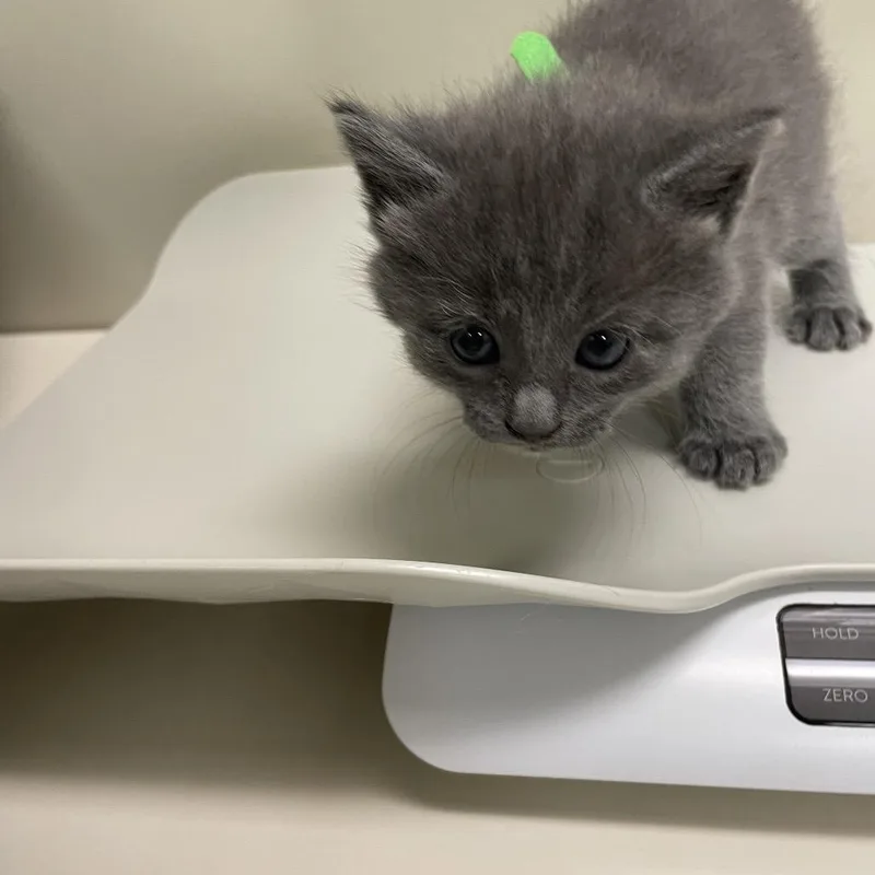 A baby small-sized female Gray / Blue / Silver Domestic Short Hair cat named Maisie for adoption in Lynchburg, VA