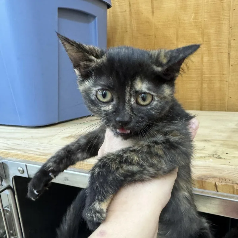 A baby small-sized female Tortoiseshell Domestic Short Hair cat named Kc for adoption in Parrish, AL