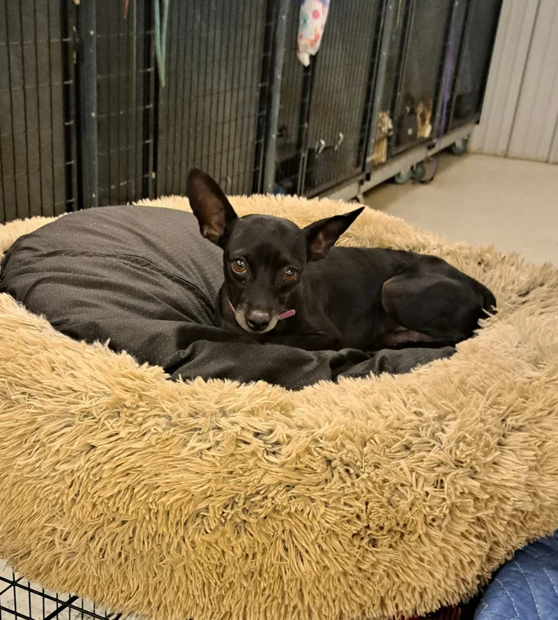 An adult small-sized male Chihuahua dog named Pete for adoption in Muldrow, OK