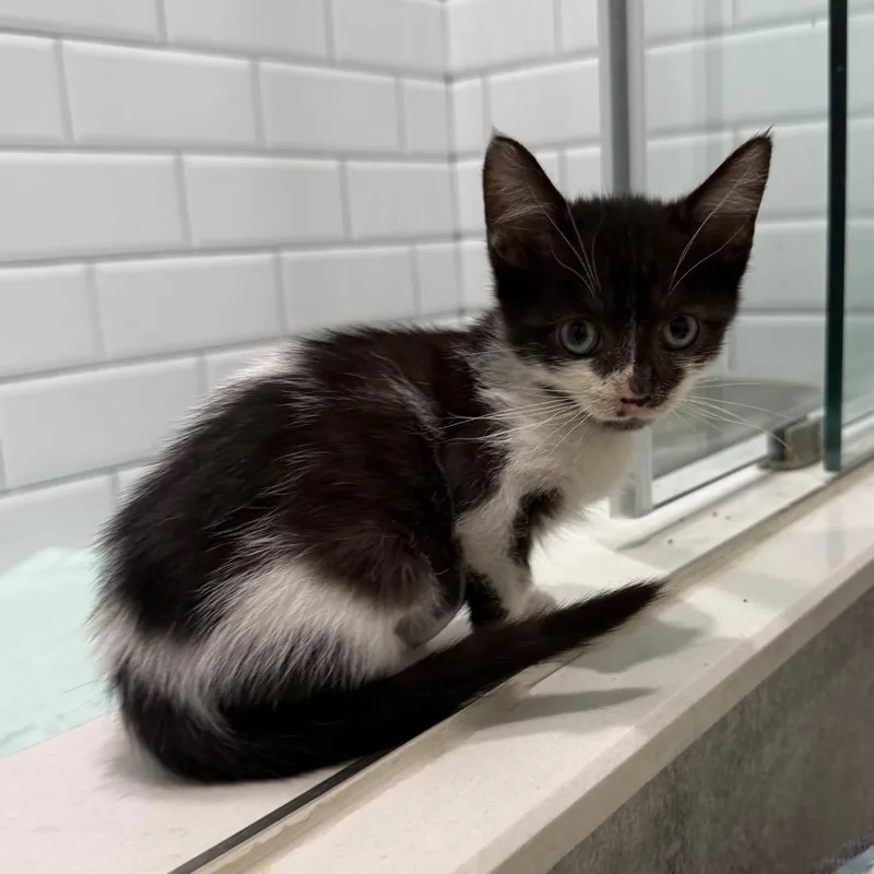 A baby small-sized female White Domestic Short Hair cat named Iris for adoption in Seminole, FL