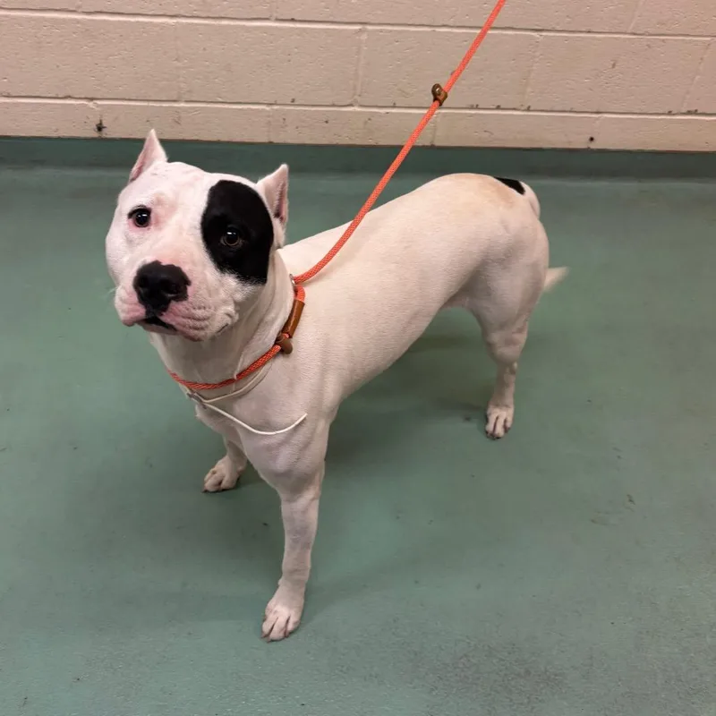 A young medium-sized male White / Cream Mixed Breed dog named Kano for adoption in Memphis, TN
