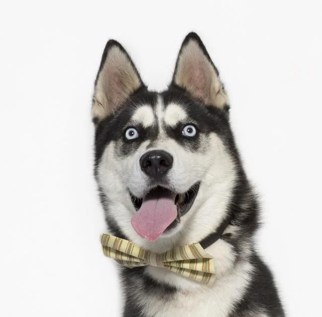 An adult medium-sized male Siberian Husky dog named Max for adoption in Santa Maria, CA
