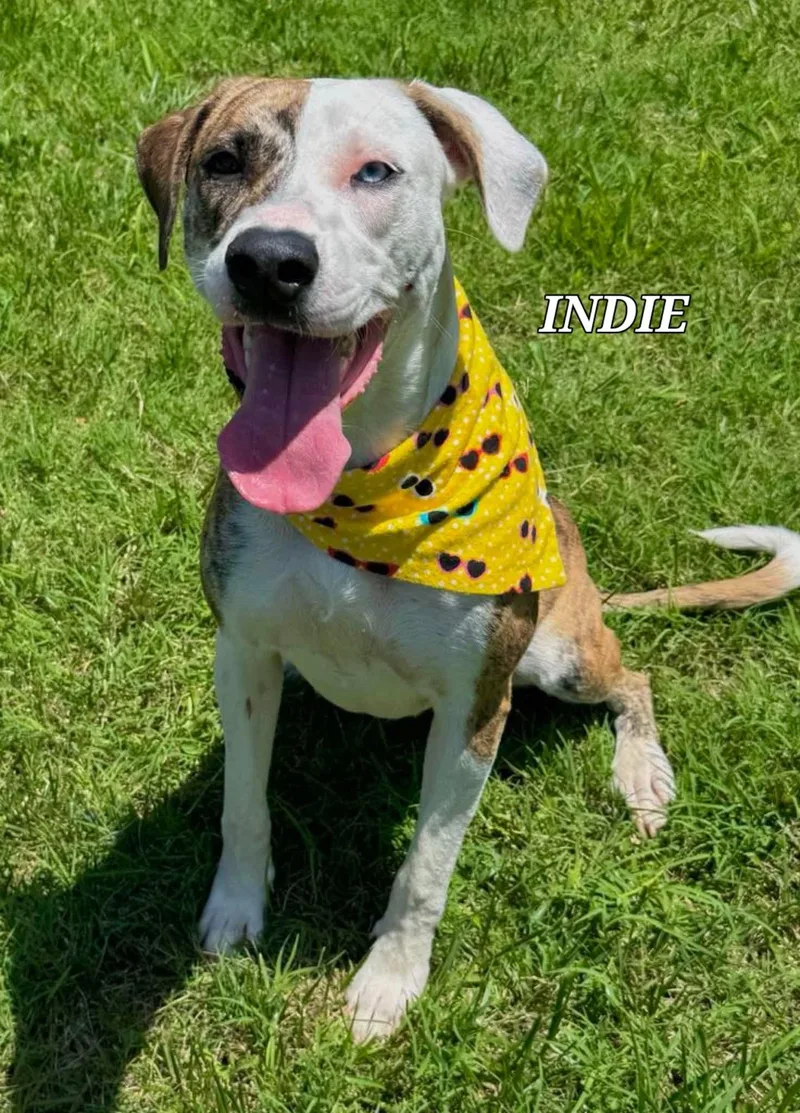 Indie