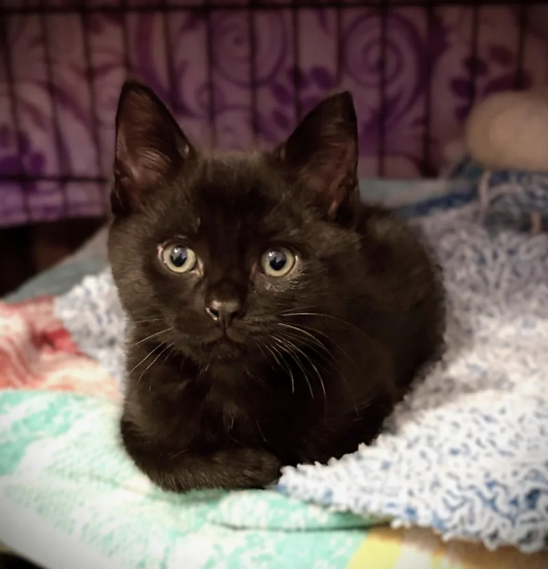 A baby medium-sized male Black Scottish Fold cat named Scottie for adoption in Plano, TX
