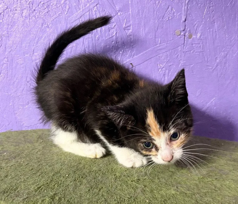A baby medium-sized female Domestic Short Hair cat named Mosaic for adoption in Battle Ground, WA