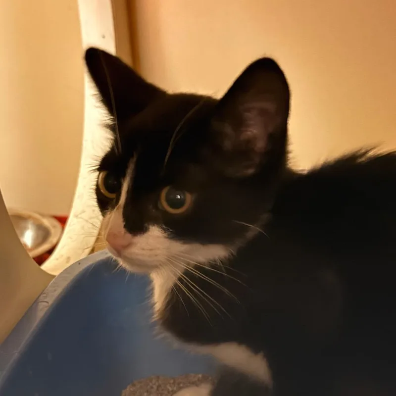 A baby small-sized female Black Domestic Short Hair cat named Grackle for adoption in South Elgin, IL