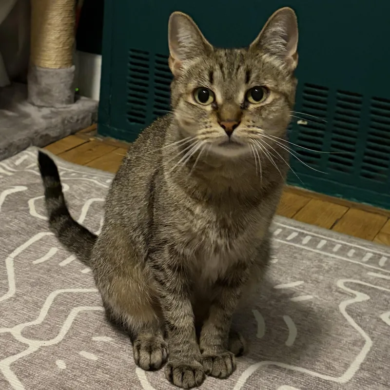 An adult medium-sized female Tabby (Brown / Chocolate) American Shorthair cat named Wonderful Winnie for adoption in Stamford, CT
