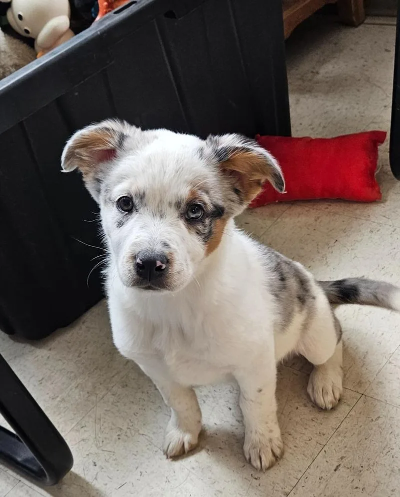 Linny Lou thumbnail 2