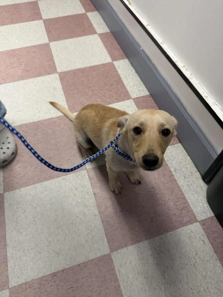 A baby medium-sized male Dachshund dog named Freddy for adoption in Ontario, CA