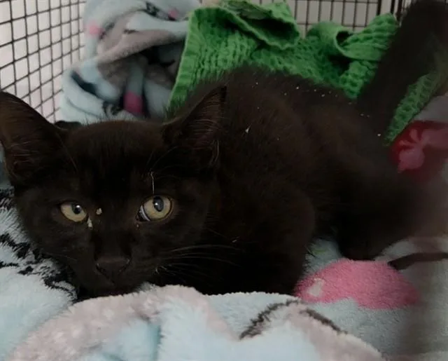 A baby medium-sized male Domestic Short Hair cat named Maverick for adoption in Fort Lauderdale, FL