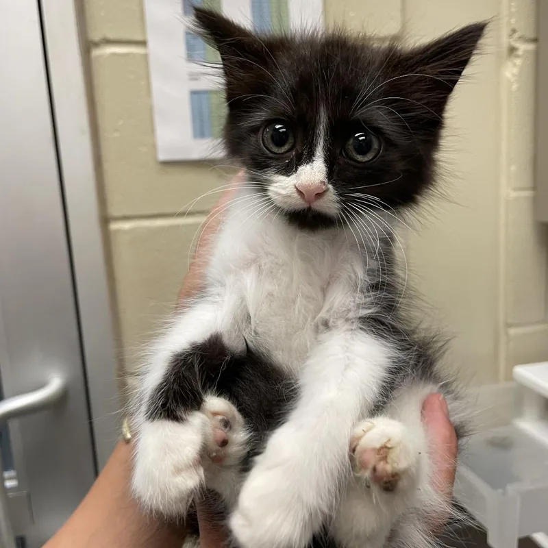 A baby small-sized female Black Domestic Short Hair cat named Stray MaconRoad for adoption in Columbus, GA