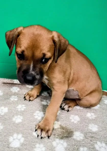 A baby medium-sized female Mixed Breed dog named Amber for adoption in Houston, TX