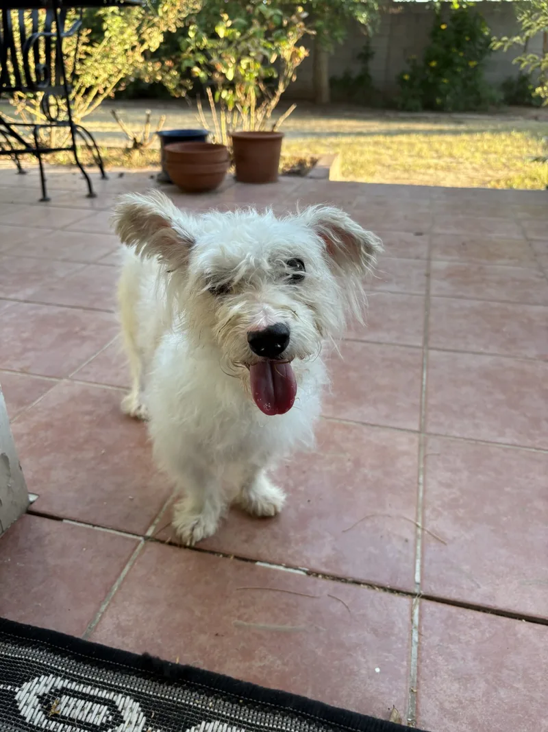 An adult medium-sized male Yellow / Tan / Blond / Fawn Maltese dog named Milkshake for adoption in Phoenix, AZ